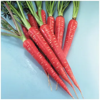 Fresh Red Carrot